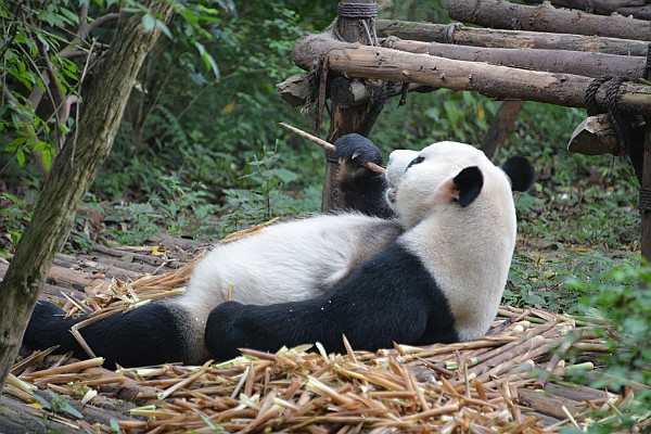 Chengdu