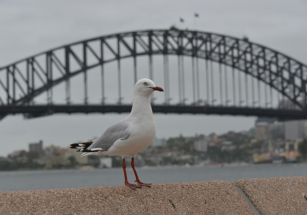 Sydney Awaiting Embarkation