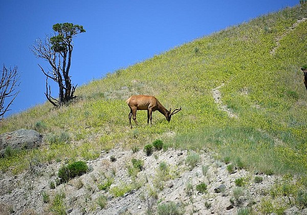 July 2018 Yellowstone National Park